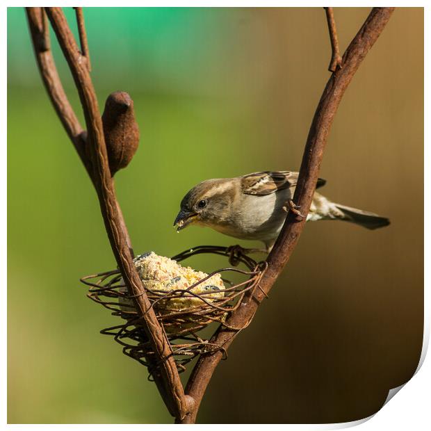 Wild bird pecking food from bird feeder Print by Laurent Renault