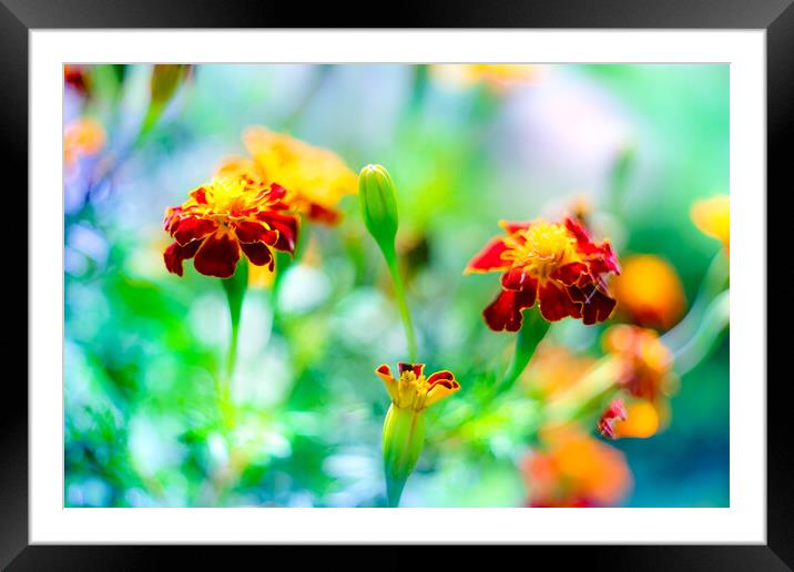 Tagetes Marigold Flower blooming in the garden Framed Mounted Print by Laurent Renault