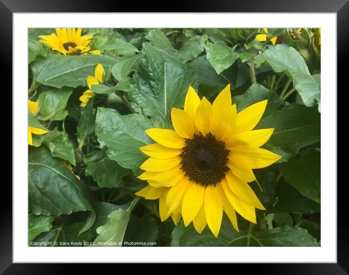 Sunflower Framed Mounted Print by Sara Royle