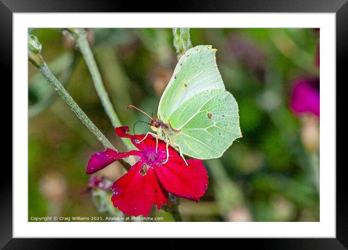 Brimstone Butterfly  Framed Mounted Print by Craig Williams