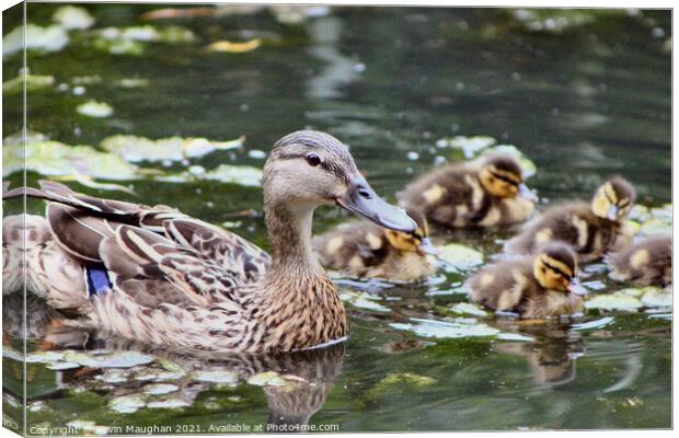 Duck With Babies Canvas Print by Kevin Maughan