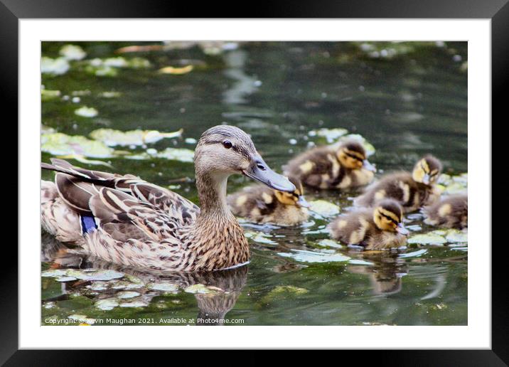 Duck With Babies Framed Mounted Print by Kevin Maughan
