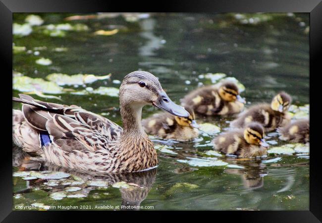 Duck With Babies Framed Print by Kevin Maughan