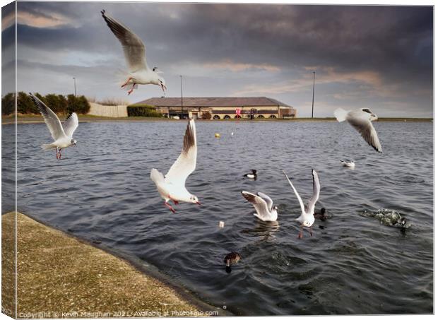 Ducks Feeding Gulls Join In Canvas Print by Kevin Maughan