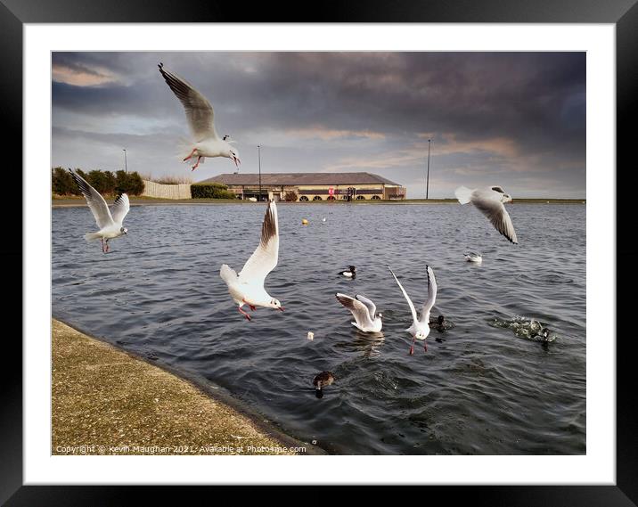Ducks Feeding Gulls Join In Framed Mounted Print by Kevin Maughan