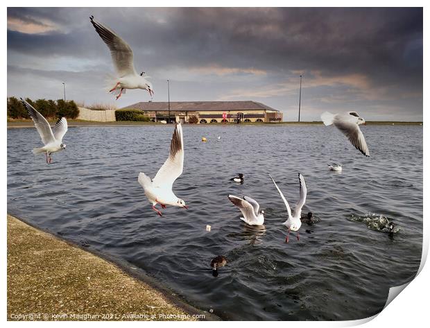 Ducks Feeding Gulls Join In Print by Kevin Maughan