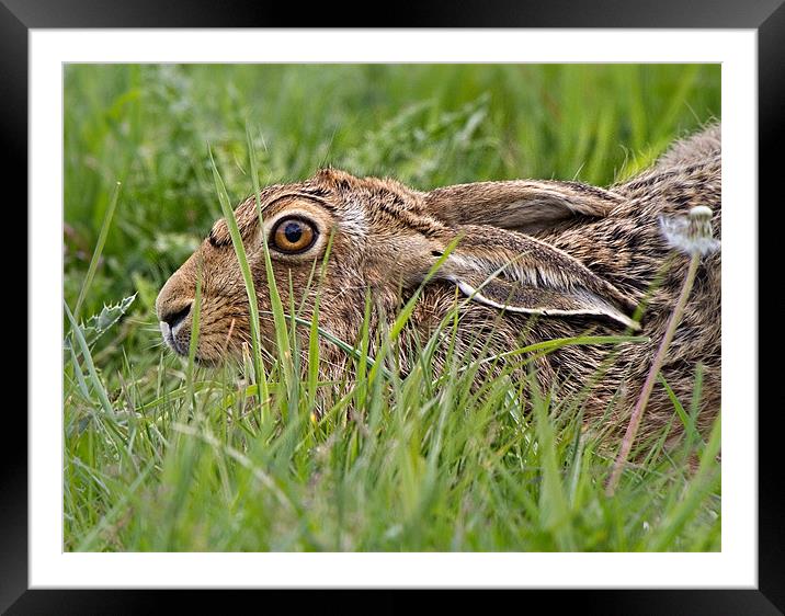 Low profile Framed Mounted Print by Andrew Haynes