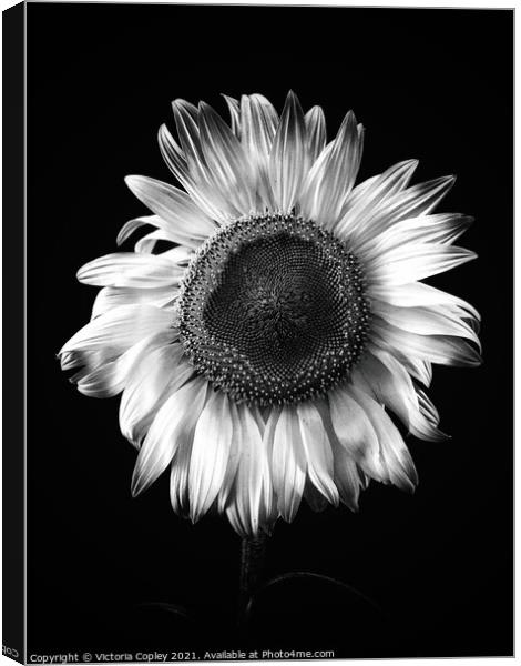 Sunflower Canvas Print by Victoria Copley