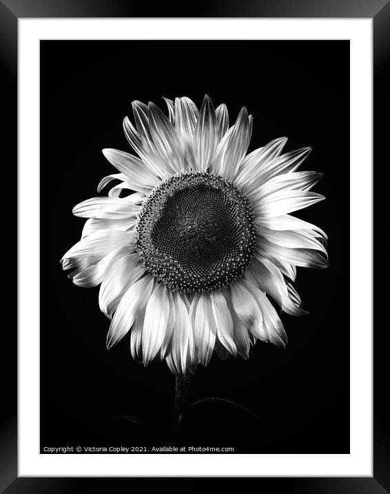 Sunflower Framed Mounted Print by Victoria Copley
