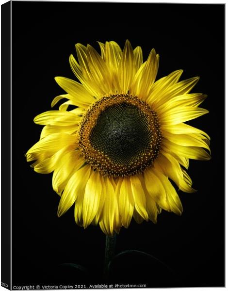 Sunflower Canvas Print by Victoria Copley