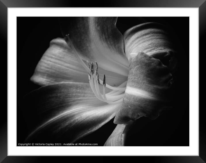 Abstract lily Framed Mounted Print by Victoria Copley