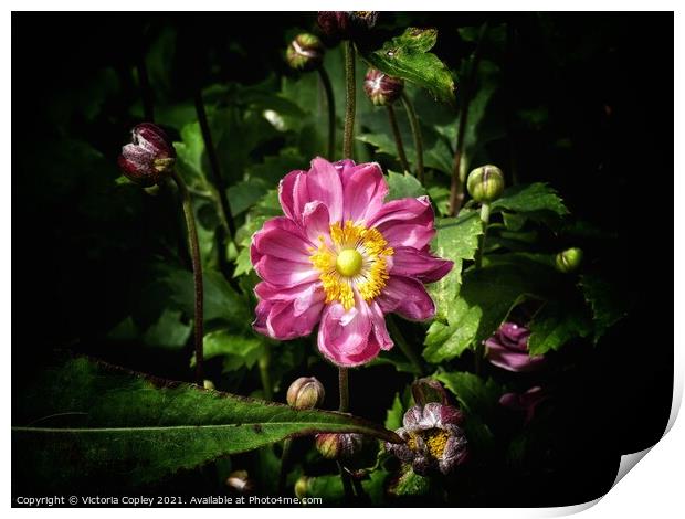 Japanese anemone Print by Victoria Copley