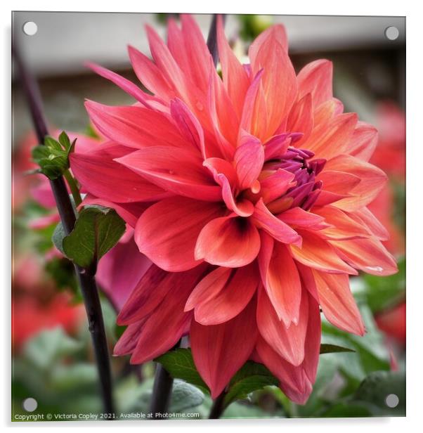 Pink dahlia Acrylic by Victoria Copley