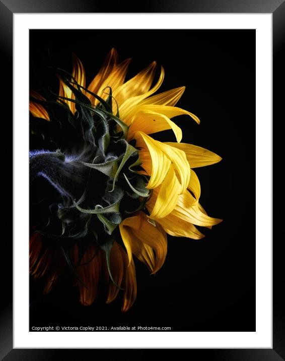 Sunflower Framed Mounted Print by Victoria Copley