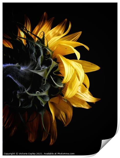 Sunflower Print by Victoria Copley