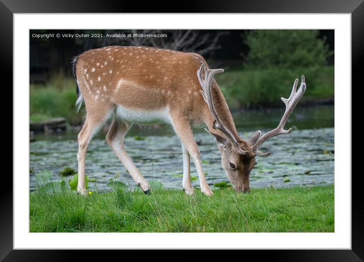 A fallow deer walking in the grass Framed Mounted Print by Vicky Outen
