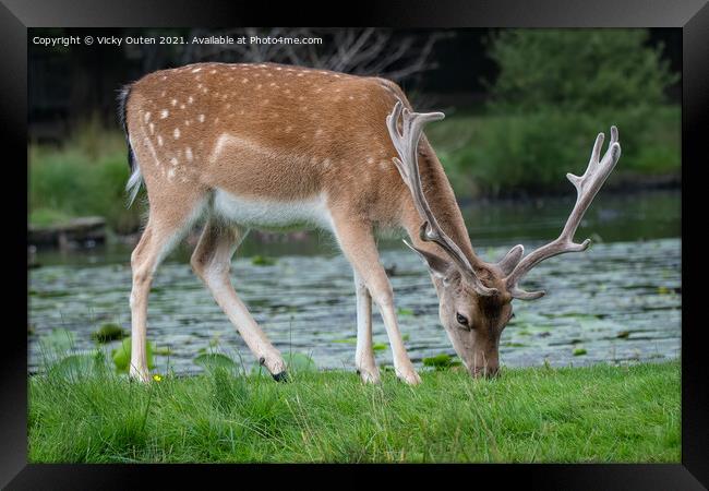 A fallow deer walking in the grass Framed Print by Vicky Outen