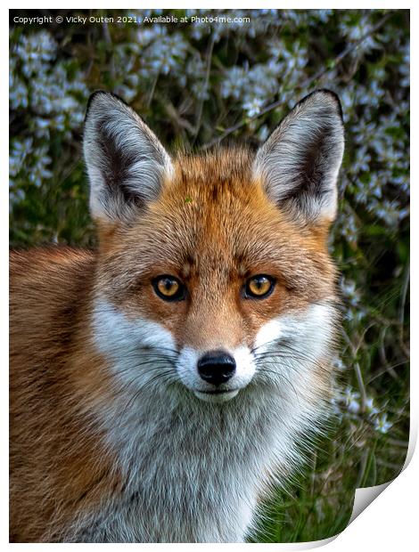 A close up of a red fox Print by Vicky Outen