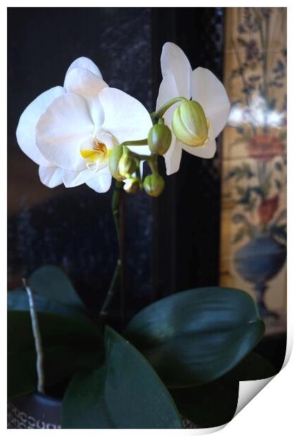 Orchid flowers blooming Print by Theo Spanellis