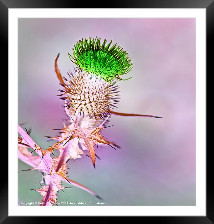 Green Thistle Framed Mounted Print by Keith Thorburn EFIAP/b