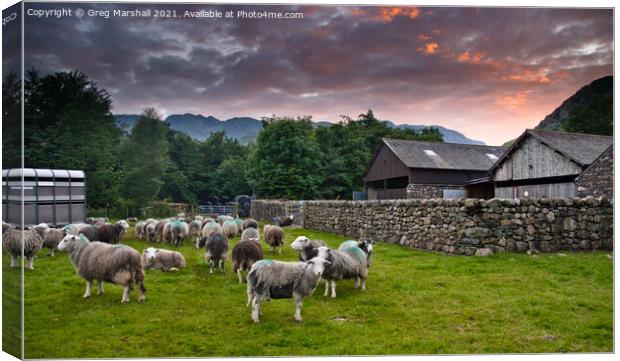 Sheep awaiting shearing Langdale Valley Lake District Canvas Print by Greg Marshall