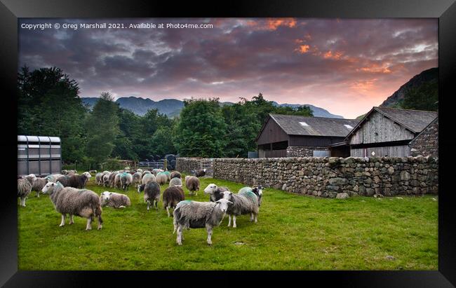 Sheep awaiting shearing Langdale Valley Lake District Framed Print by Greg Marshall