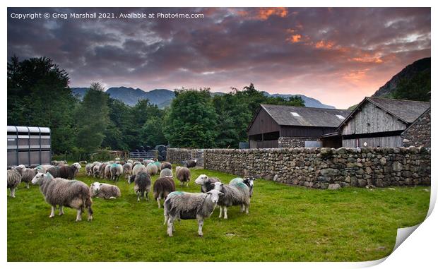Sheep awaiting shearing Langdale Valley Lake District Print by Greg Marshall