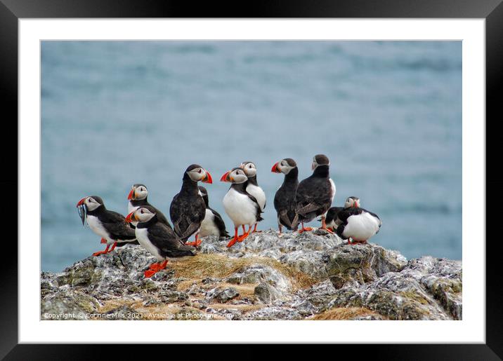 Isle of May Puffin Party Framed Mounted Print by Corinne Mills