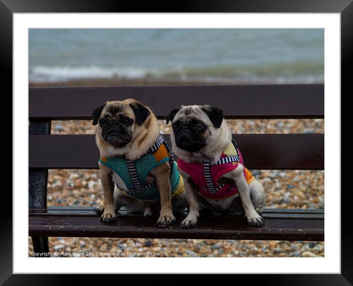 A Pair of Pugs Framed Mounted Print by Mark Ward