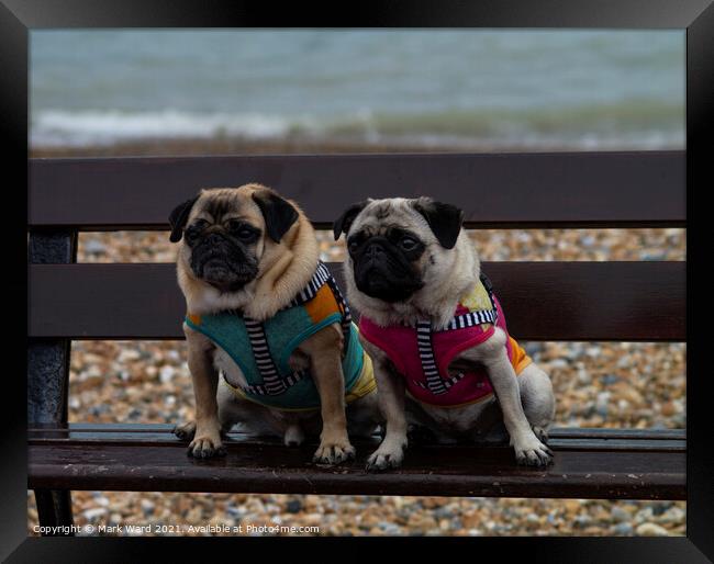 A Pair of Pugs Framed Print by Mark Ward