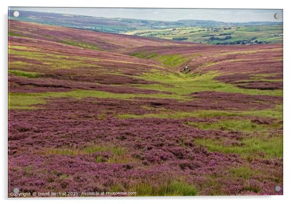 Purple moorland heather at Calderdale. Acrylic by David Birchall