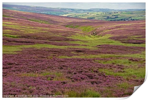 Purple moorland heather at Calderdale. Print by David Birchall