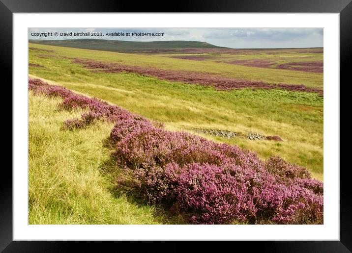 Yorkshire moorland heather. Framed Mounted Print by David Birchall