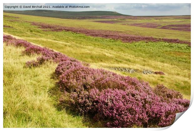 Yorkshire moorland heather. Print by David Birchall