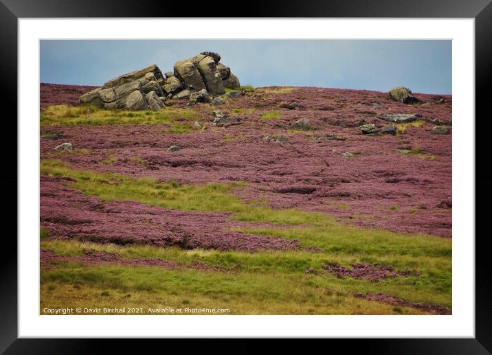 Moorland heather in Yorkshire. Framed Mounted Print by David Birchall