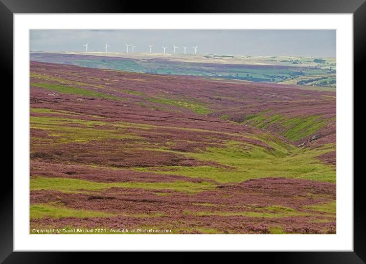 Yorkshire moorland heather. Framed Mounted Print by David Birchall