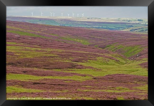 Yorkshire moorland heather. Framed Print by David Birchall