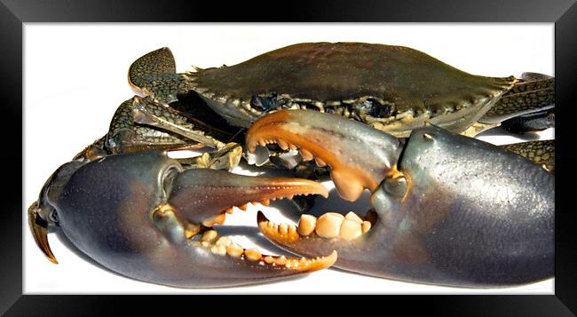 Dangerous live Australian Giant Mud Crab closeup. Framed Print by Geoff Childs