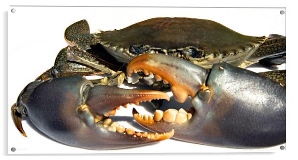 Dangerous live Australian Giant Mud Crab closeup. Acrylic by Geoff Childs