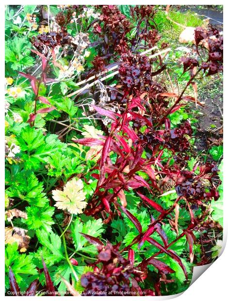 Weeds in a ditch in Ireland Print by Stephanie Moore