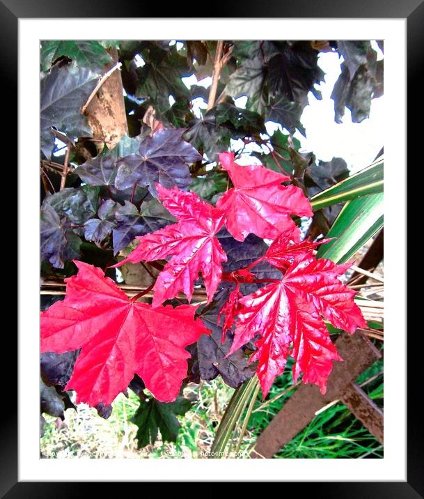 Bright red leaves Framed Mounted Print by Stephanie Moore