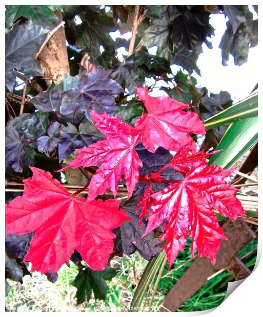 Bright red leaves Print by Stephanie Moore