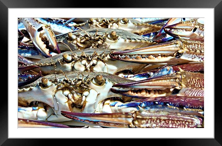 Live Blue SWimmer Crab wall art Framed Mounted Print by Geoff Childs