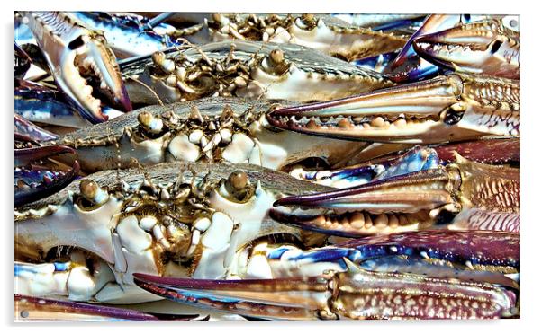 Live Blue SWimmer Crab wall art Acrylic by Geoff Childs