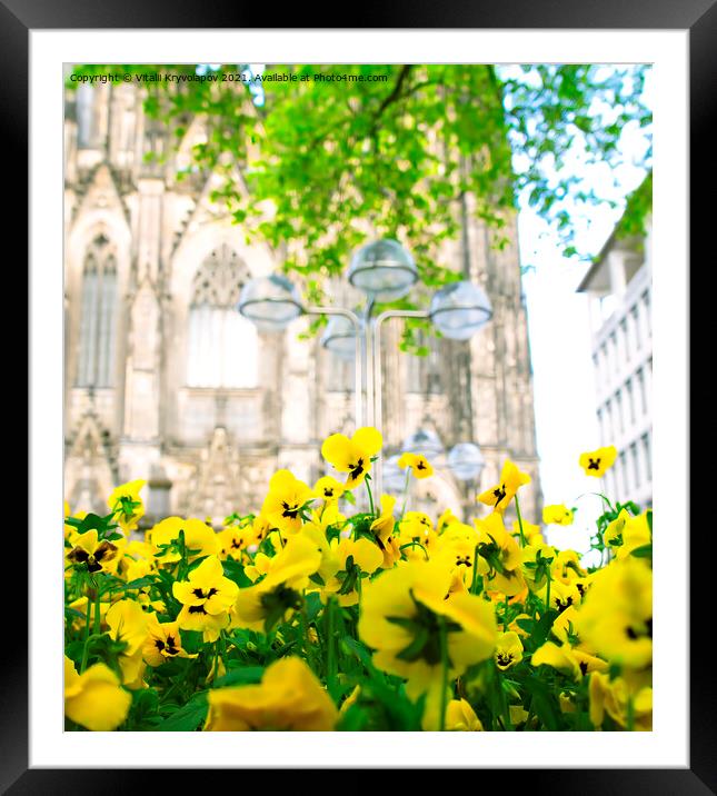 Yellow flowers. Cologne. Framed Mounted Print by Vitalii Kryvolapov