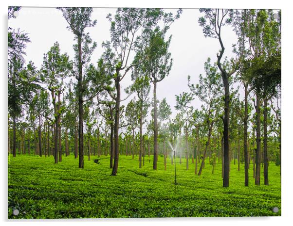 Tea gardens at Ooty, India Acrylic by Lucas D'Souza