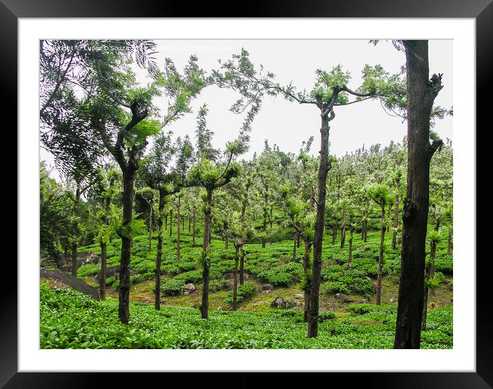 Tea gardens at Ooty, India Framed Mounted Print by Lucas D'Souza