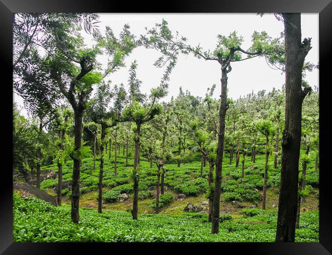 Tea gardens at Ooty, India Framed Print by Lucas D'Souza