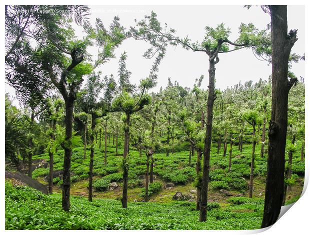 Tea gardens at Ooty, India Print by Lucas D'Souza