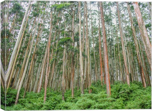 Eucalyptus forest at Ooty, India Canvas Print by Lucas D'Souza